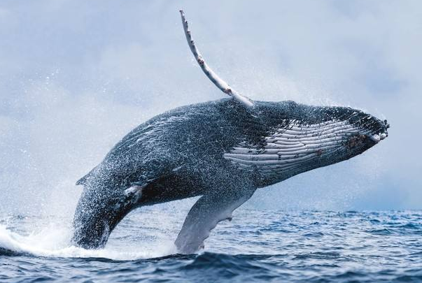 全世界受欢迎动物排行 蓝鲸上榜 熊猫第一 活化石