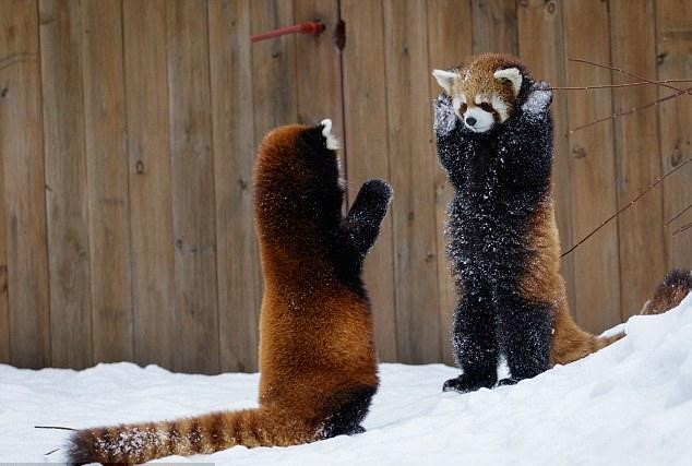 小熊猫是熊还是猫 大熊猫跟小熊猫是两种不同的物种