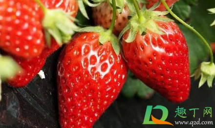 芒种后能种草莓吗-种植草莓能不同的品种混种吗