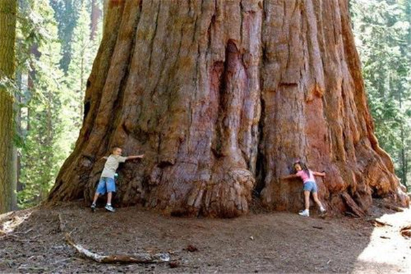 巨杉：侏罗纪时期就已存在（距今已有2亿年历史）