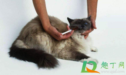 幼猫首次疫苗打几针 猫咪第一次打疫苗要多久