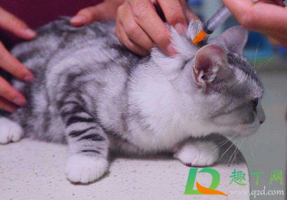 幼猫首次疫苗打几针 猫咪第一次打疫苗要多久