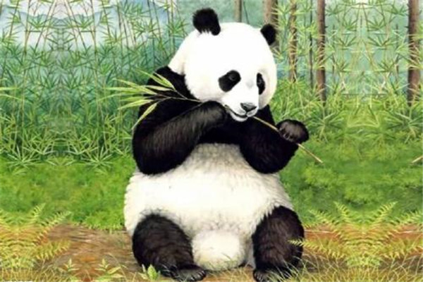 大熊猫为什么是国宝 大熊猫被称之为国宝的原因是什么