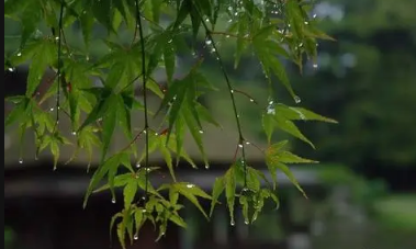 6月份是不是梅雨季节 每年的梅雨一般从几月份开始