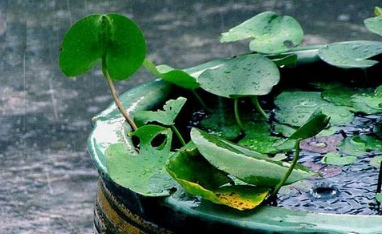 6月份是不是梅雨季节 每年的梅雨一般从几月份开始