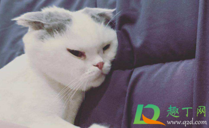 小猫多大喂打虫药 猫咪体内驱虫驱的是什么虫