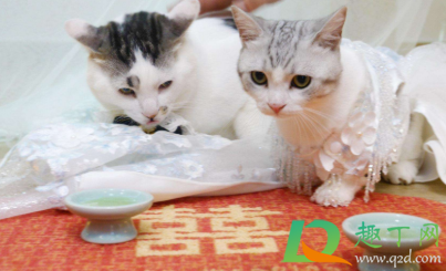 小猫多大喂打虫药 猫咪体内驱虫驱的是什么虫
