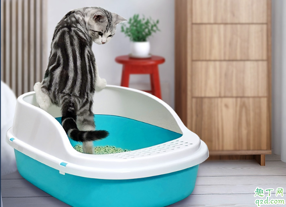 猫砂盆需要天天清洗吗 小猫用什么猫砂盆比较舒服