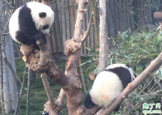 成都熊猫基地可以抱熊猫吗 熊猫基地几点去比较好