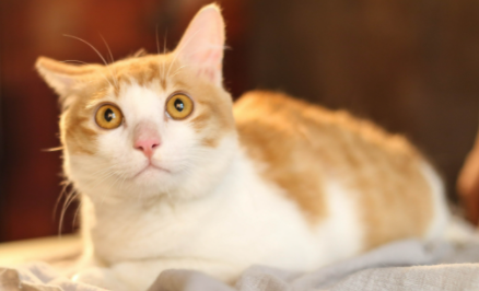 为什么猫猫一只眼睛流眼泪 猫咪眼睛流泪是什么病