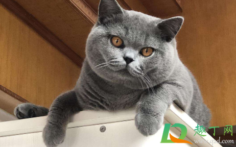 猫咪太闹腾了怎么调教 猫多大就不闹腾了