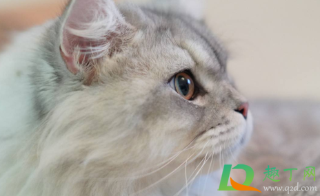 猫咪太闹腾了怎么调教 猫多大就不闹腾了