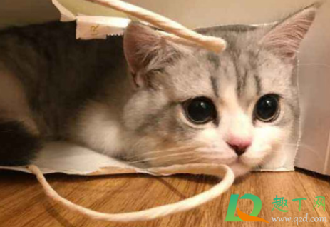 猫咪太闹腾了怎么调教 猫多大就不闹腾了