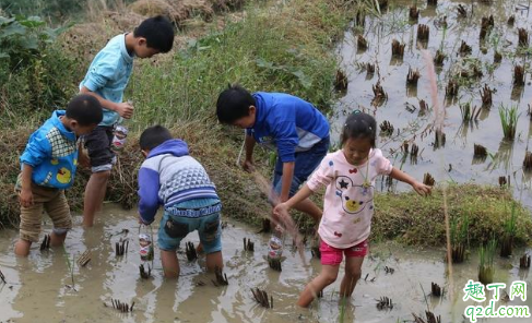 泥鳅对水稻的生长有什么好处 泥鳅影响水稻生长吗