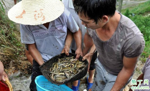 泥鳅对水稻的生长有什么好处 泥鳅影响水稻生长吗