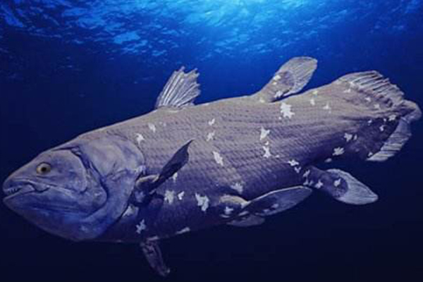 矛尾鱼还有多少只 1952年至今只捕获80条 4亿年前远古鱼类
