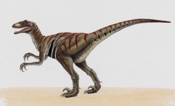 砂龙 北美洲小型杂食性恐龙 长4米 距今1 87亿年前