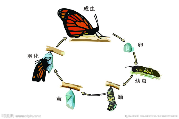 毛毛虫怎么变成蝴蝶的 破茧成蝶 幼虫逐渐长大
