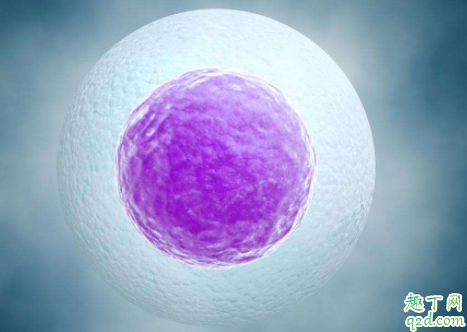 卵子质量好才会怀孕吗 卵泡质量不好怀孕了能保住吗