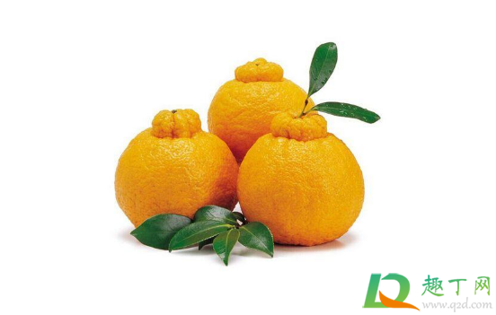粑粑柑是橘子还是橙子 粑粑柑是橘子吗
