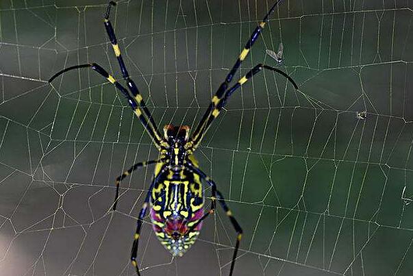 打死蜘蛛的后果 破坏好运 捕捉害虫的益虫 蛛丝硬度高