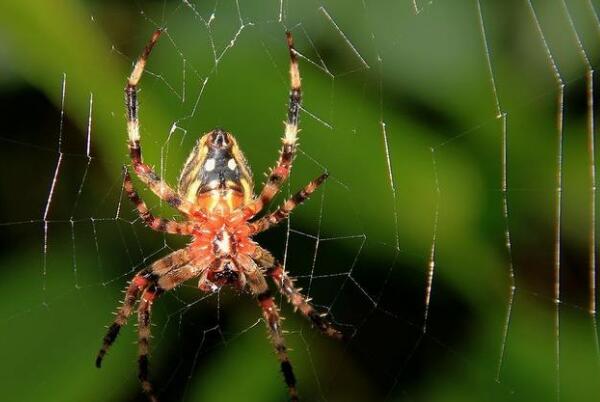 打死蜘蛛的后果 破坏好运 捕捉害虫的益虫 蛛丝硬度高