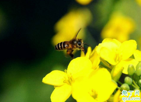 打死蜜蜂会不会报复 打死蜜蜂会引来更多蜜蜂吗