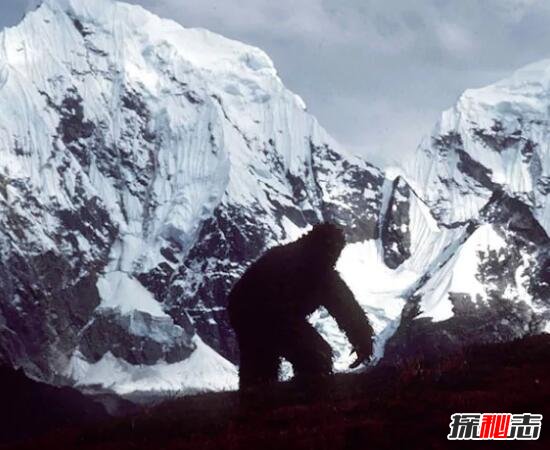 喜马拉雅山雪人遗骸曝光 被证实雪人就是史前未灭绝的熊