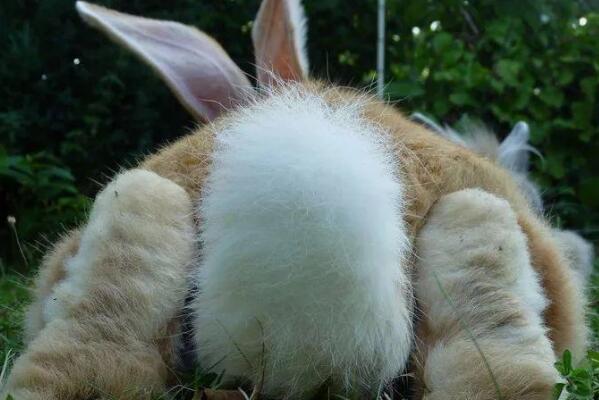 兔子的尾巴有什么作用 危险时刻帮助逃生 跳跃时维持平衡