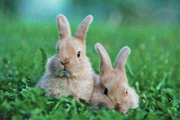 兔子的尾巴有什么作用 危险时刻帮助逃生 跳跃时维持平衡