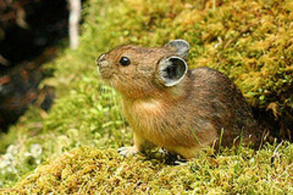 柯氏鼠兔 一种极度濒危的兔种 仅剩我国昆仑山有少量