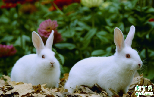 兔子耳朵凉的是怎么了 兔子耳朵热是怎么回事