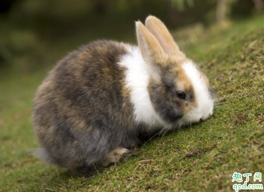 兔子耳朵凉的是怎么了 兔子耳朵热是怎么回事