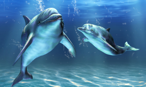 厦门海域金色海豚是怎么回事 厦门看海豚的地方是哪里