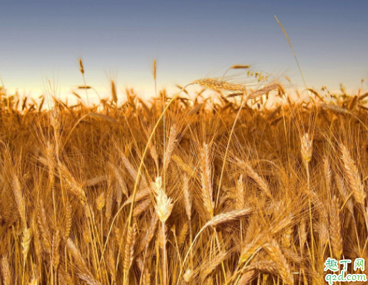 2020农历秋分是哪一天 秋分麦子正当时出自哪里