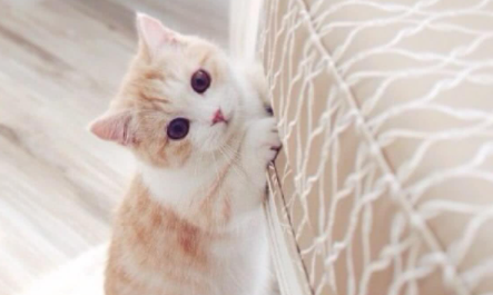 猫咪流泪是什么原因出问题了吗 猫咪流眼泪是委屈吗