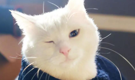 猫咪流泪是什么原因出问题了吗 猫咪流眼泪是委屈吗