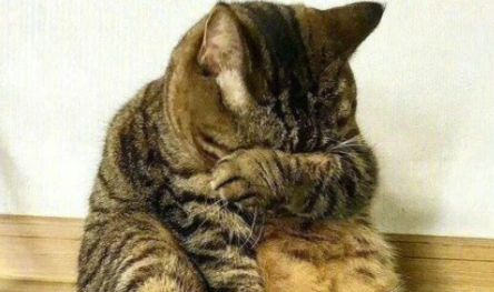 猫咪流泪是什么原因出问题了吗 猫咪流眼泪是委屈吗