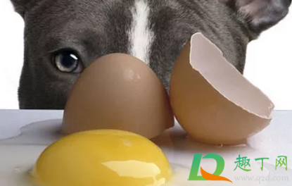 生鸡蛋泡狗粮可以给幼犬吃吗 狗吃生鸡蛋清会怎么样