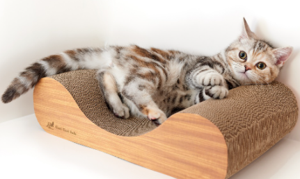 给猫咪磨牙用什么好 小猫多大磨牙磨爪子
