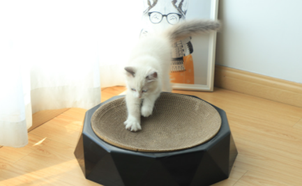 给猫咪磨牙用什么好 小猫多大磨牙磨爪子
