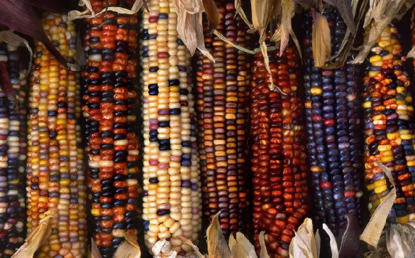 彩色玉米是甜玉米还是糯玉米 彩色玉米是糯玉米还是水果玉米
