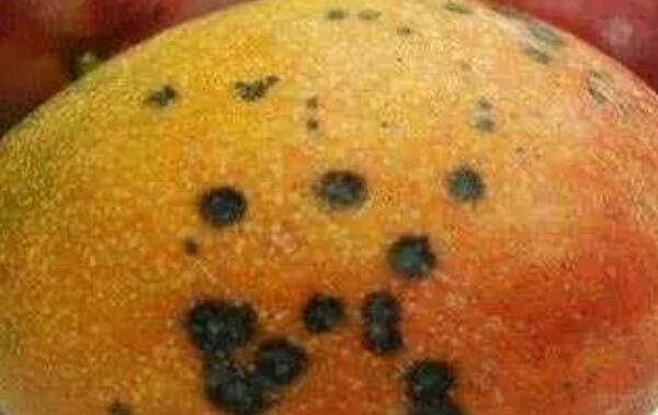 芒果黑斑还能吃吗 小黑斑最好吃 大黑斑芒果吃了致癌