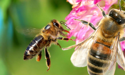 人们取了蜂蜜后蜜蜂还有得吃吗 没有蜂蜜蜜蜂吃什么
