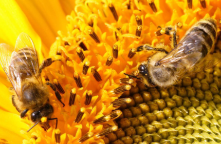 人们取了蜂蜜后蜜蜂还有得吃吗 没有蜂蜜蜜蜂吃什么