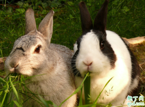 兔子怎么分公母 兔子需要做绝育手术吗