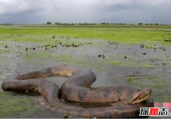 神秘巨蛇现身马来西亚 巨蛇长有龙头7个鼻孔 照片为ps
