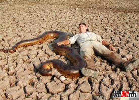 神秘巨蛇现身马来西亚 巨蛇长有龙头7个鼻孔 照片为ps