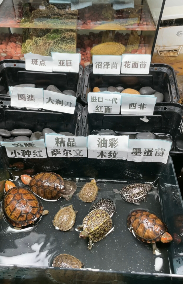 一只乌龟卖几十万？45岁淘宝店主靠它创业成功，逃离职场焦虑
