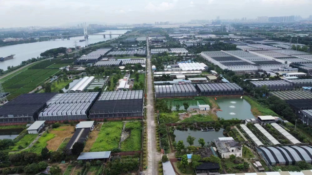 一只乌龟卖几十万？45岁淘宝店主靠它创业成功，逃离职场焦虑